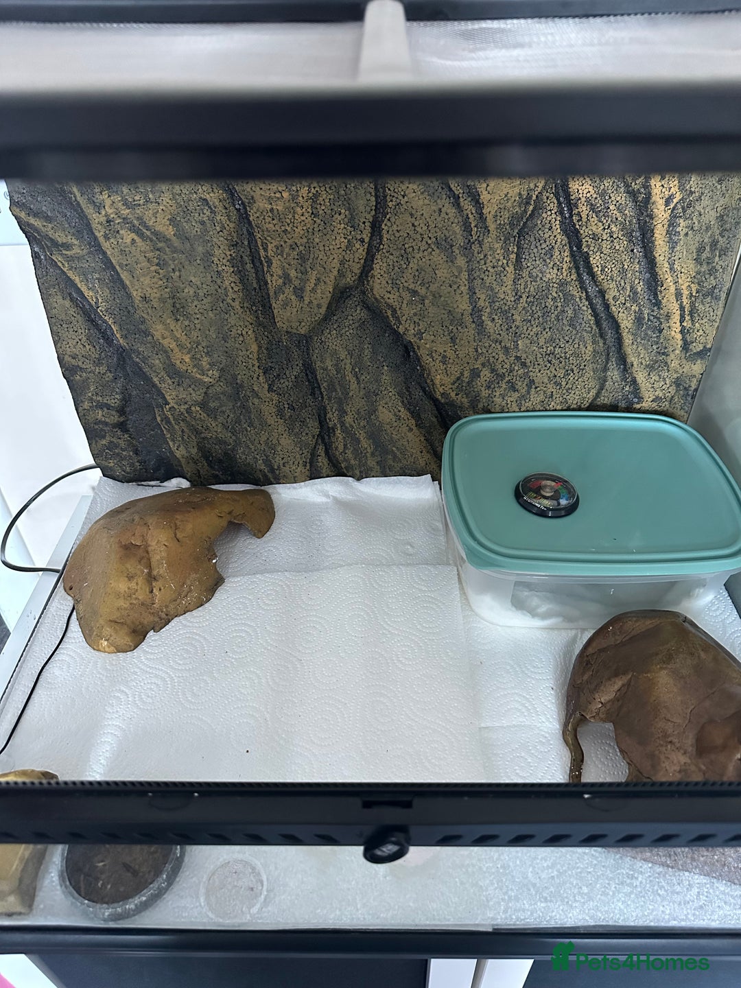 Gecko reptiles for sale: Female leopard gecko sale - Advert 6