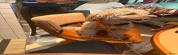Toy Poodle dogs for stud: Beautiful and calm toy poodle for studding  - Advert 8