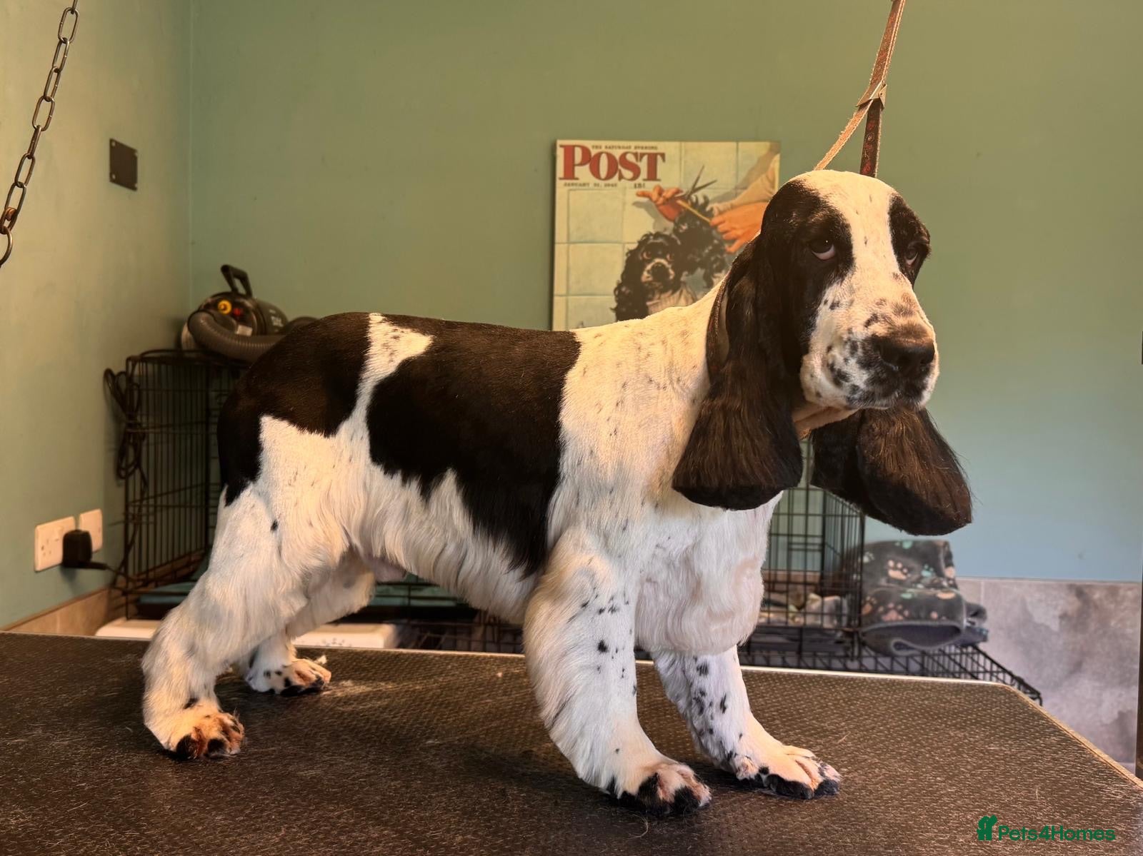 Cocker Spaniel dogs KC reg, health tested, show type cocker spaniels  - Advert 2