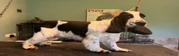 Cocker Spaniel dogs for sale: KC reg, health tested, show type cocker spaniels  - Advert 2
