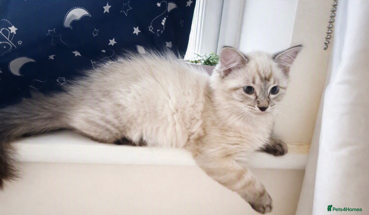 Ragdoll cats ✨ Ready now ✨ Ragdoll Siberian Kittens - Advert 2