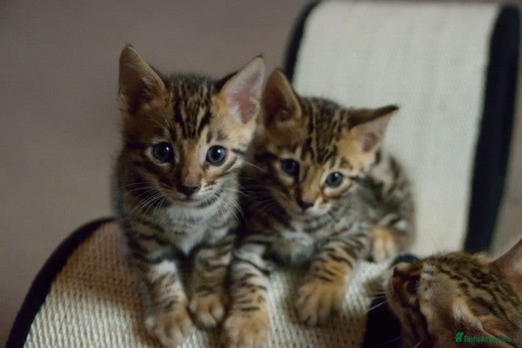 Bengal cats Bengal beautiful kittens - Advert 9