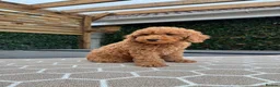 Poochon dogs for sale: GORGEOUS BOY LEFT - DNA & health tested - Advert 5