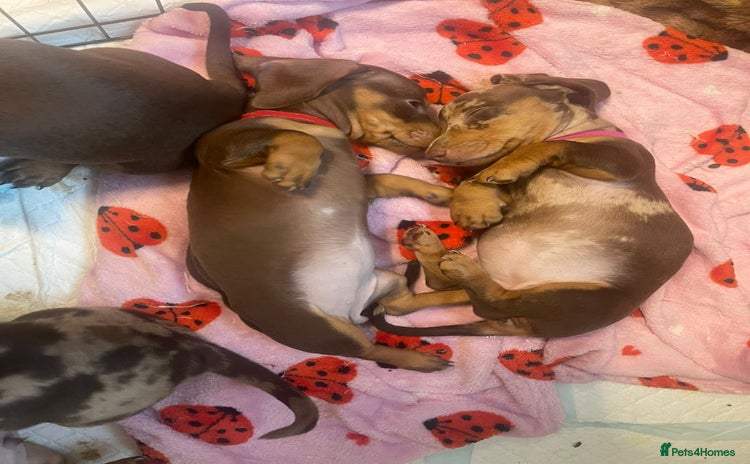 Dachshund dogs - Advert 3