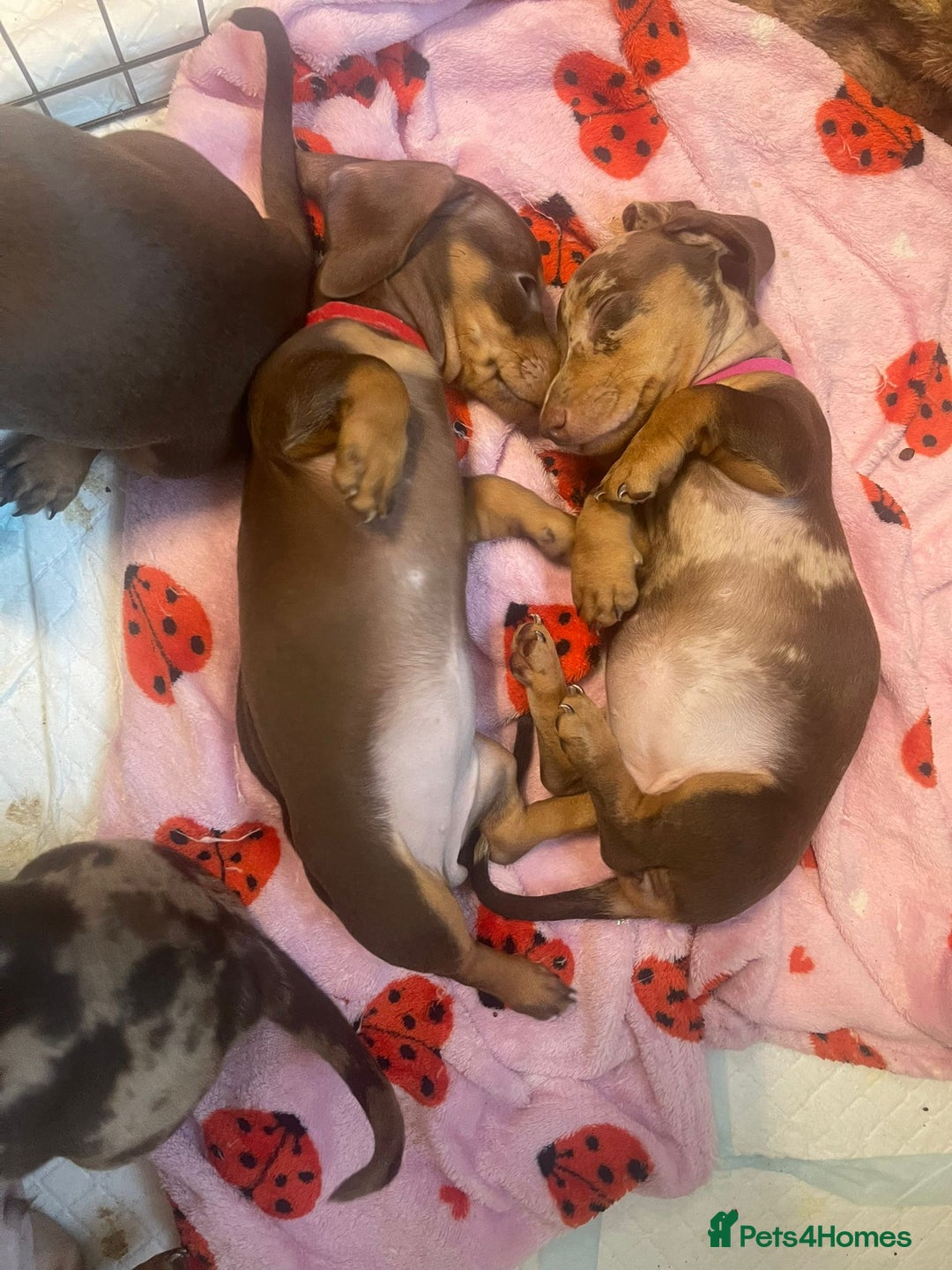 Dachshund dogs for sale: Miniature Dachshund pups £600 - Image 10