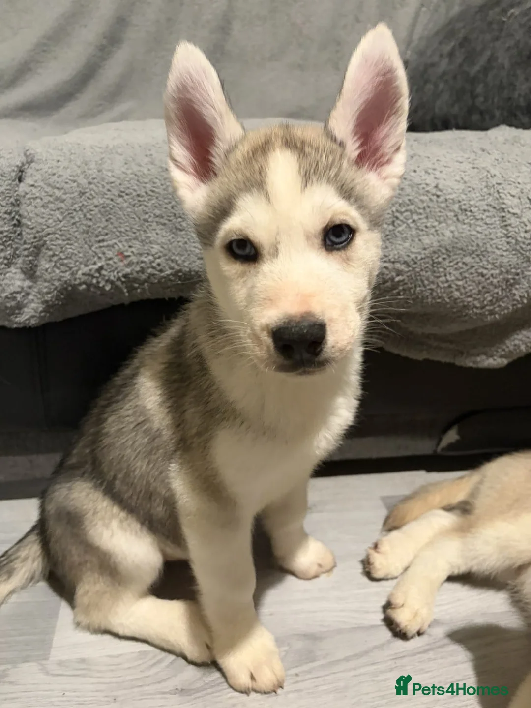 Siberian Husky dogs for sale: Husky - Advert 6