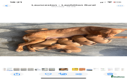 Labrador Retriever dogs for sale: Five ⭐️Council Registered Breeders litter of Labs - Image 3