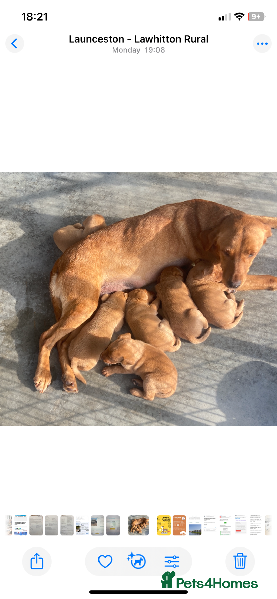 Labrador Retriever dogs for sale: Five ⭐️Council Registered Breeders litter of Labs - Image 3