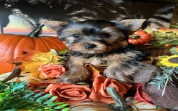 Yorkshire Terrier dogs for sale: Beautiful Pedigree Yorkshire Terrier puppies. - Advert 5