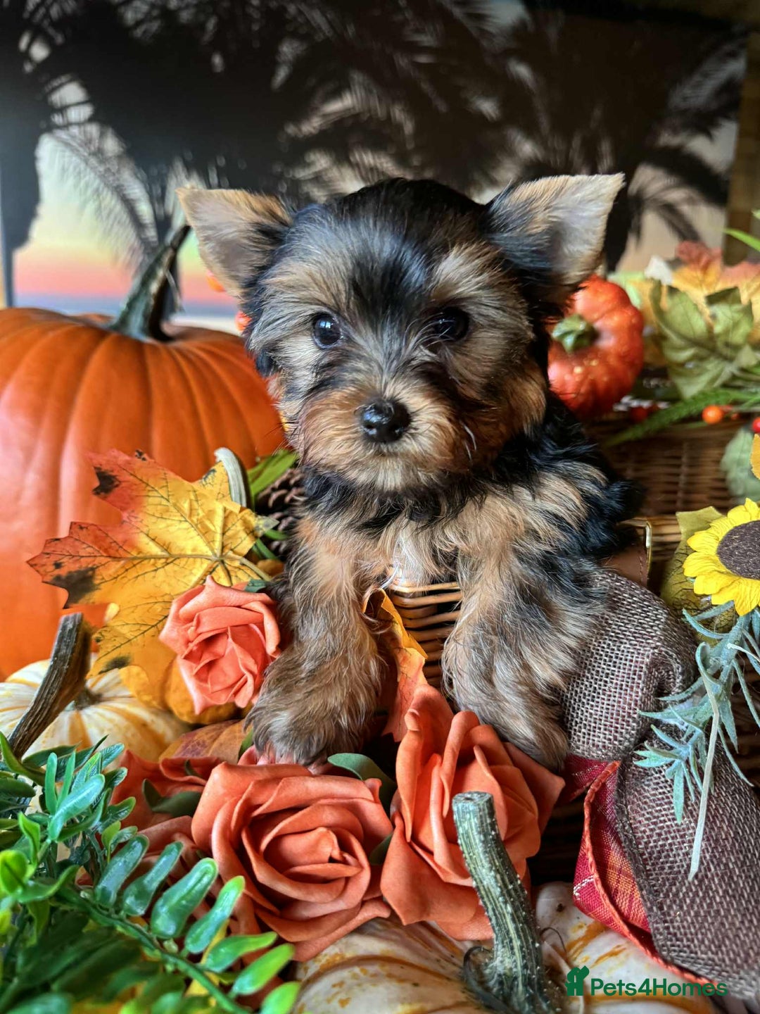 Yorkshire Terrier dogs for sale: Beautiful Pedigree Yorkshire Terrier puppies. - Advert 5