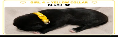 Yellow Collar-Girl 
