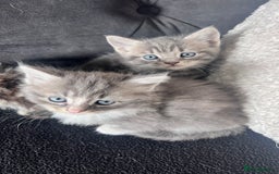 Mixed Breed cats for sale: 3 beautiful baby’s looking for their loving home  - Image 13