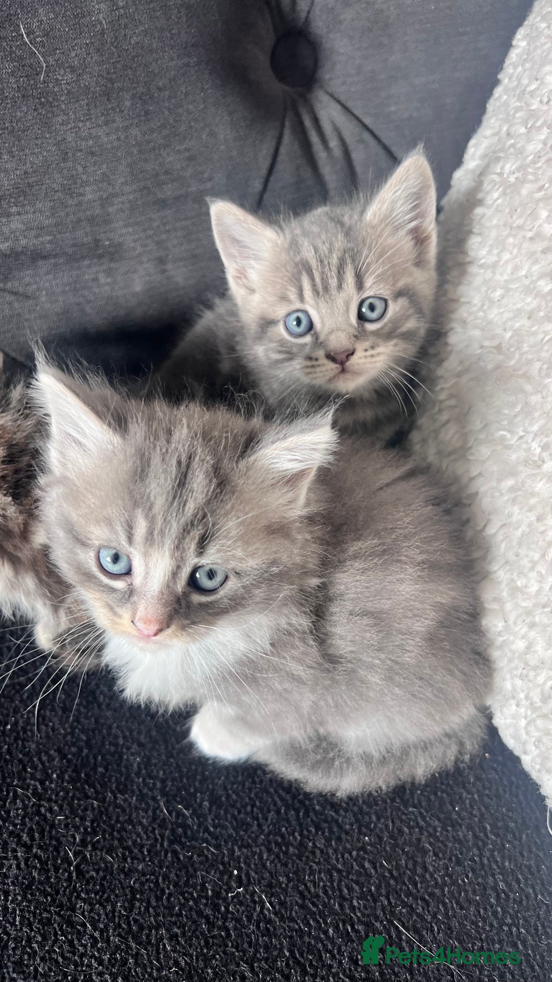 Mixed Breed cats for sale: 3 beautiful baby’s looking for their loving home  - Image 13