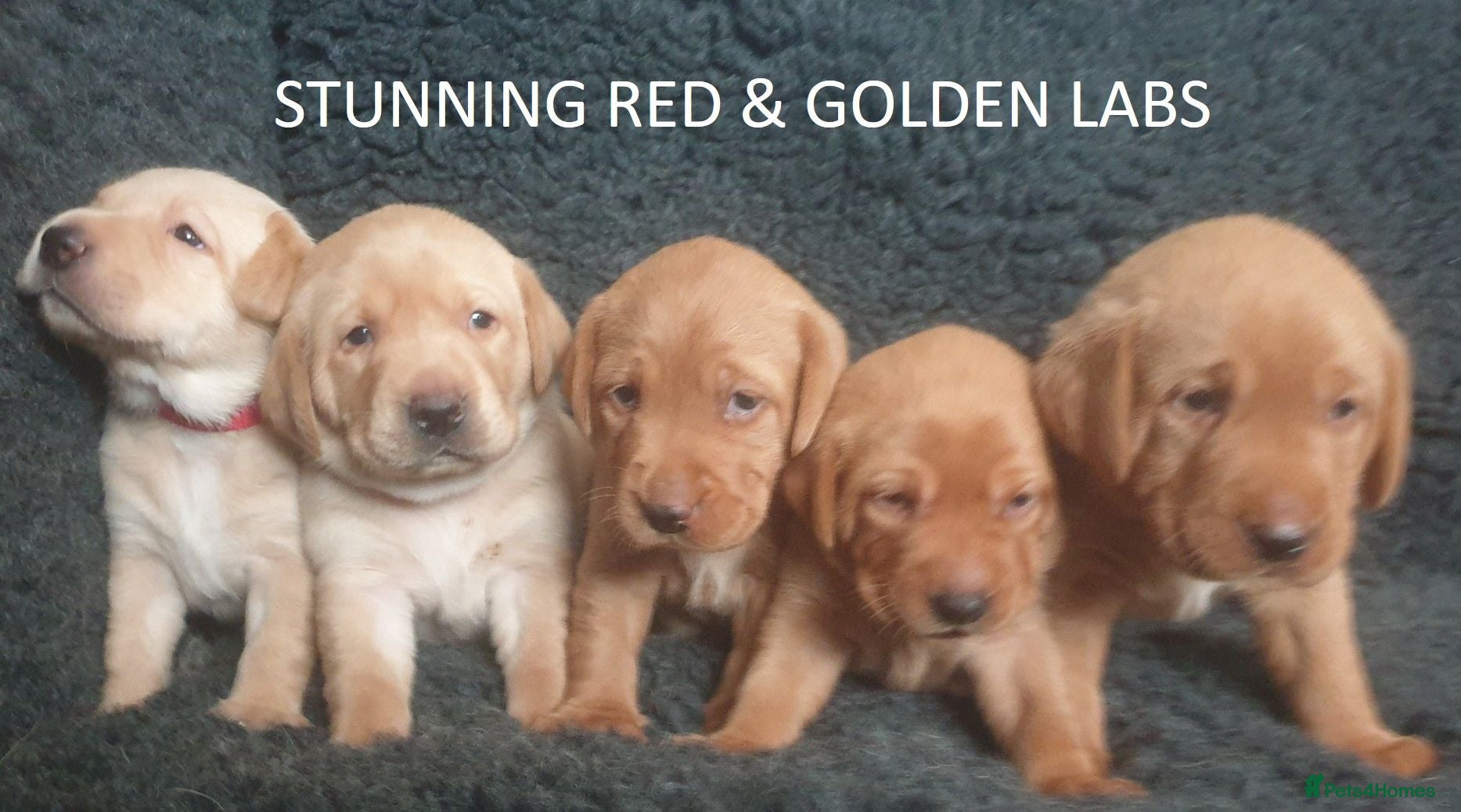 Labrador Retriever dogs Stunning Red/Golden Labs-KC Reg, Health Checked - Advert 9