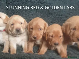 Labrador Retriever dogs Stunning Red/Golden Labs-KC Reg, Health Checked - Advert 9