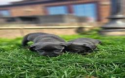 Labrador Retriever dogs for sale: LAST 2 KC HEALTH TESTED CHARCOAL LABS AVAILABLE  - Image 9