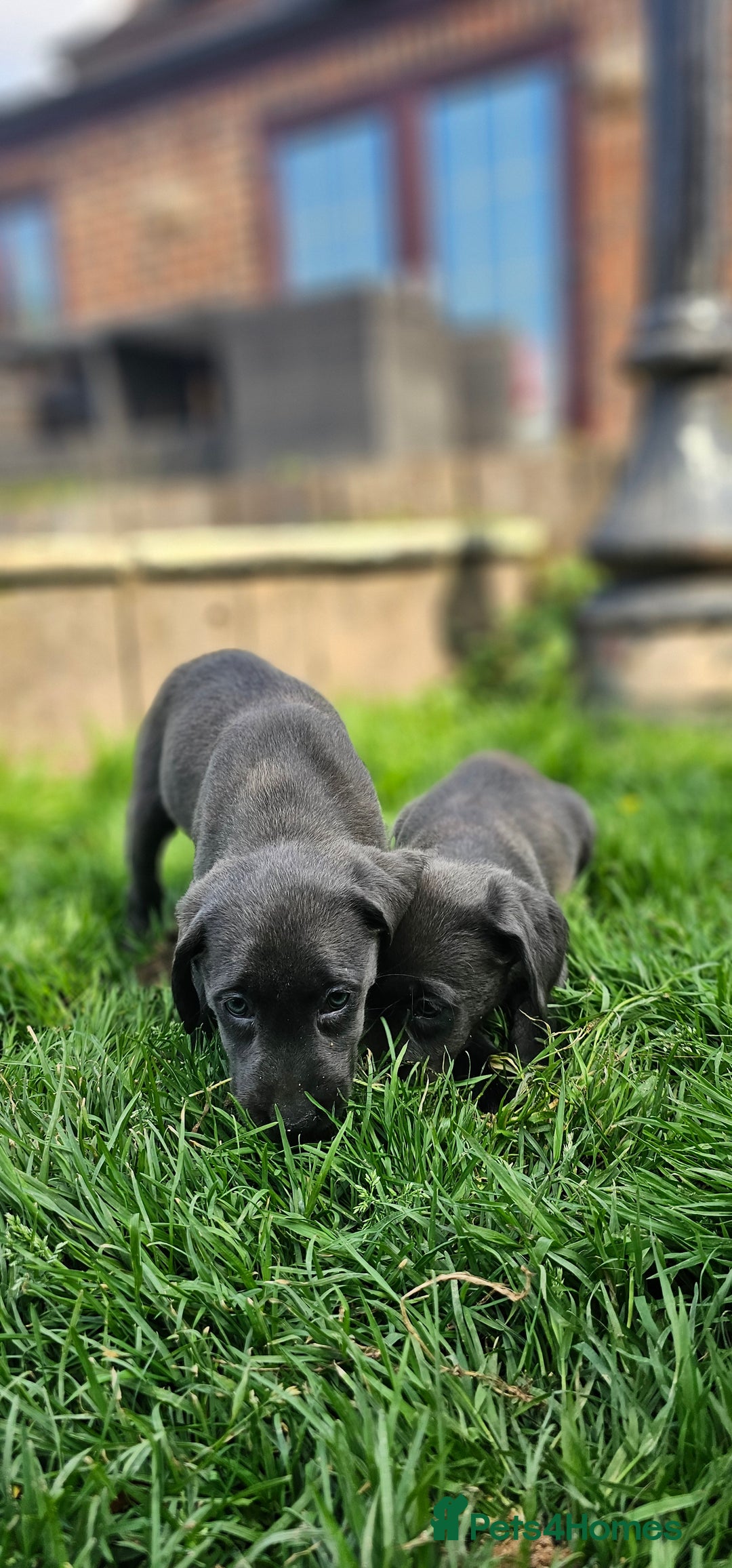 Labrador Retriever dogs for sale: LAST 2 KC HEALTH TESTED CHARCOAL LABS AVAILABLE  - Image 9