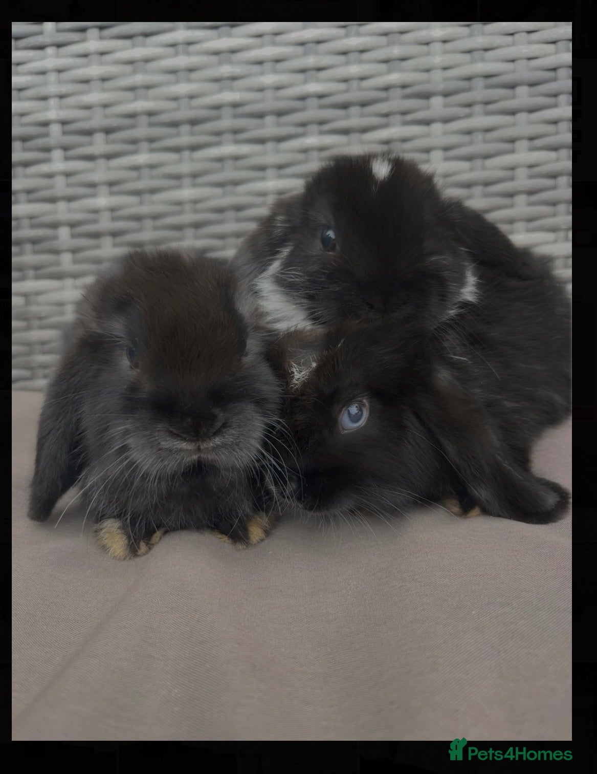 Mini Lop rabbits 🐰Pure Bred Mini Lop babies ~ Ready now🐰 - Advert 1