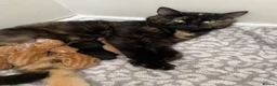 Domestic Shorthair cats for sale: Ginger Domestic Kitten  - Advert 2