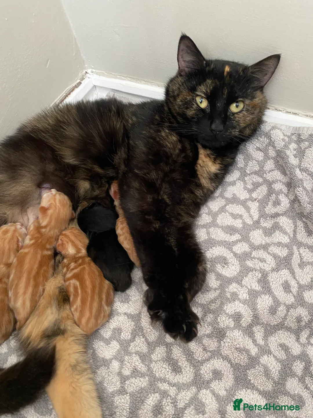 Domestic Shorthair cats for sale: Ginger Domestic Kitten  - Advert 2