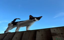 Mixed Breed cats for sale: 4 kittens ready for their new homes  - Image 19