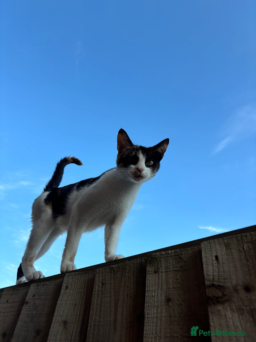 Mixed Breed cats for sale: 4 kittens ready for their new homes  - Image 19