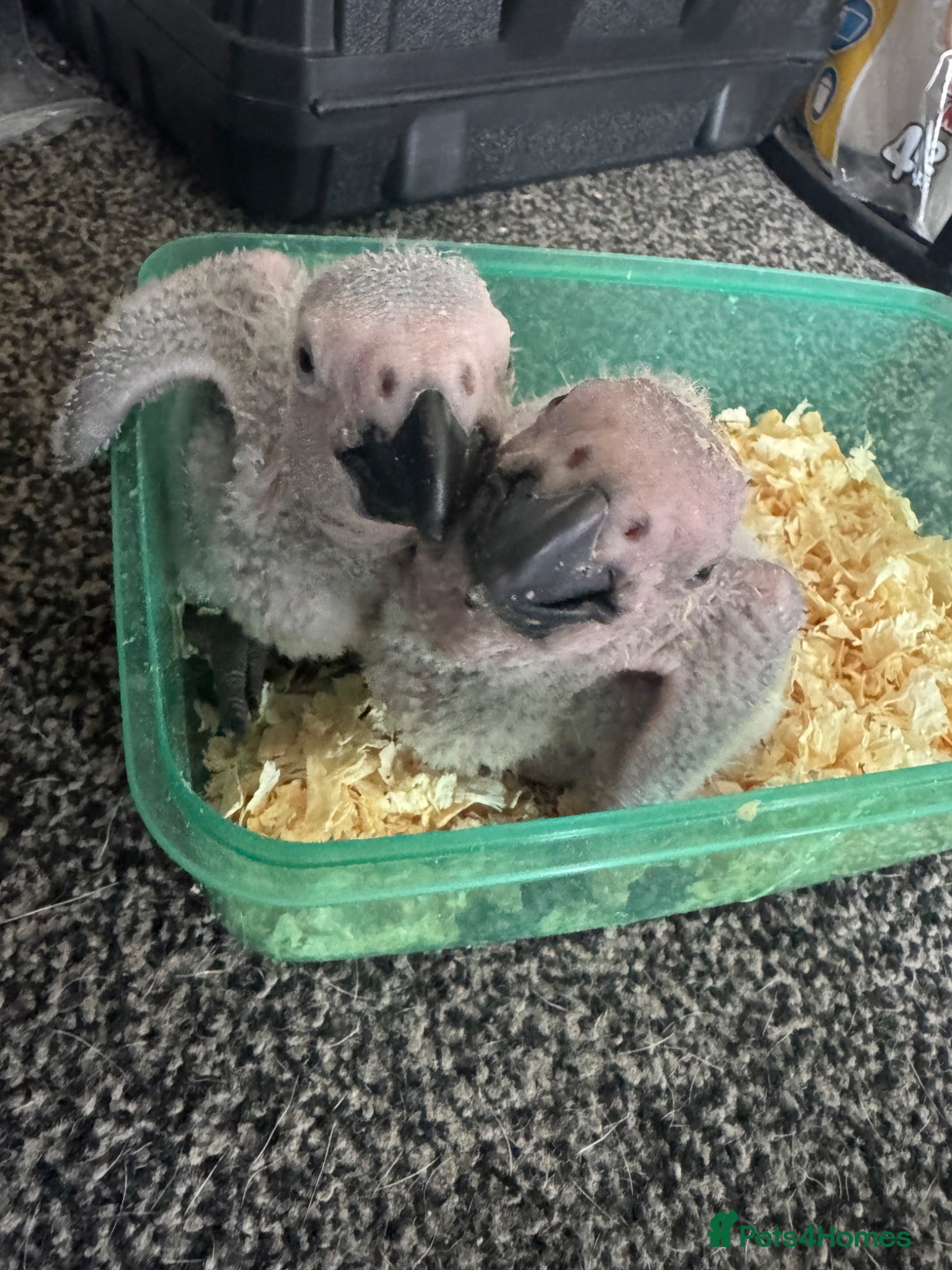 Parrots birds for sale: Baby hand reared African Greys  in Ellesmere Port - Advert 2