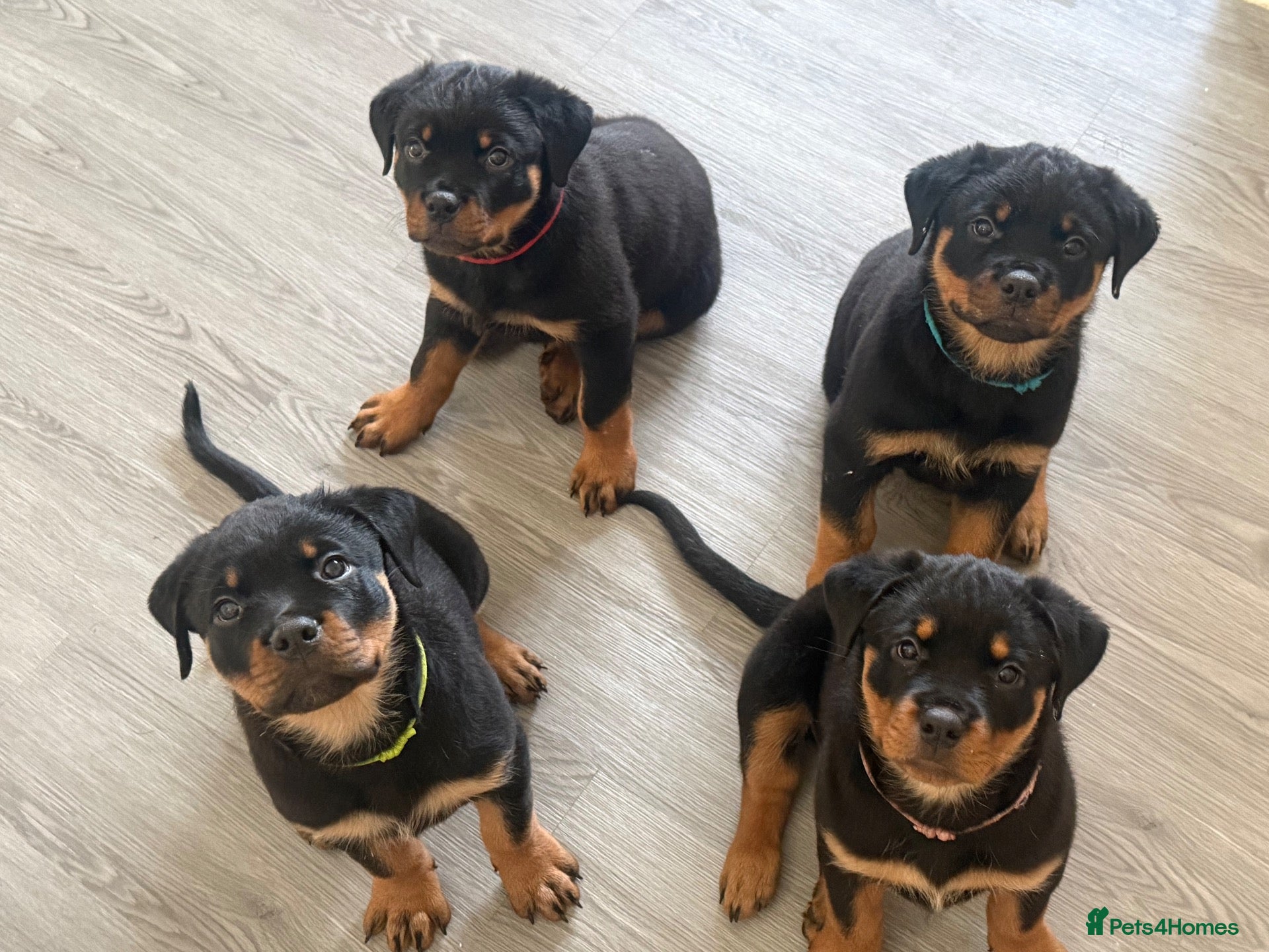 Rottweiler dogs for sale: Rottweiler pups  - Advert 3
