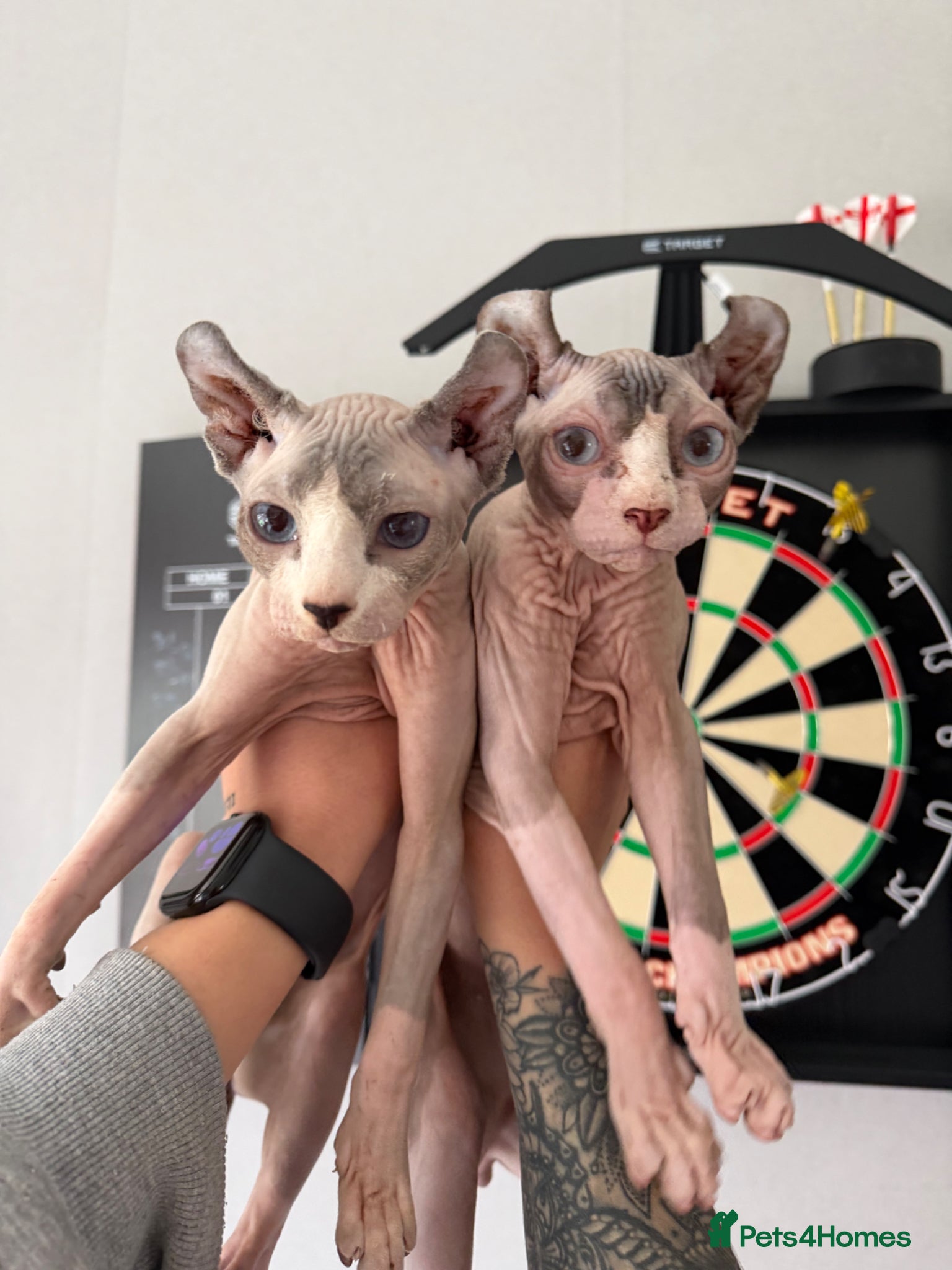 Sphynx cats MUST GO AS A PAIR - BROTHERS  - Advert 3