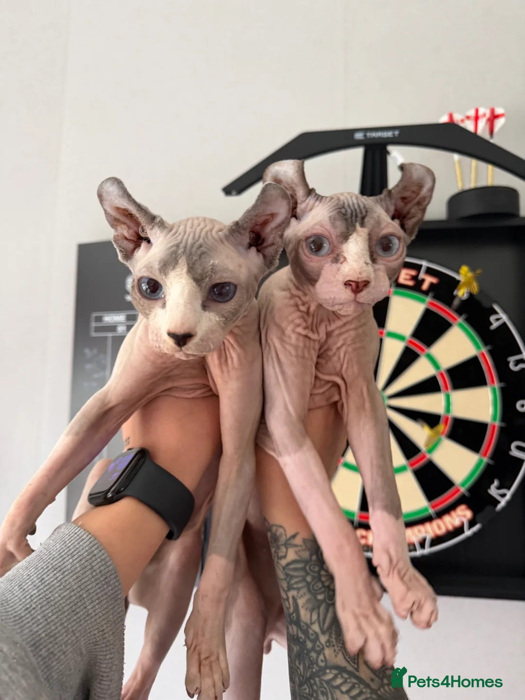 Sphynx cats for sale: MUST GO AS A PAIR - BROTHERS  in Seaham - Advert 1