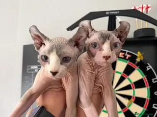 Sphynx cats MUST GO AS A PAIR - BROTHERS - Advert 18