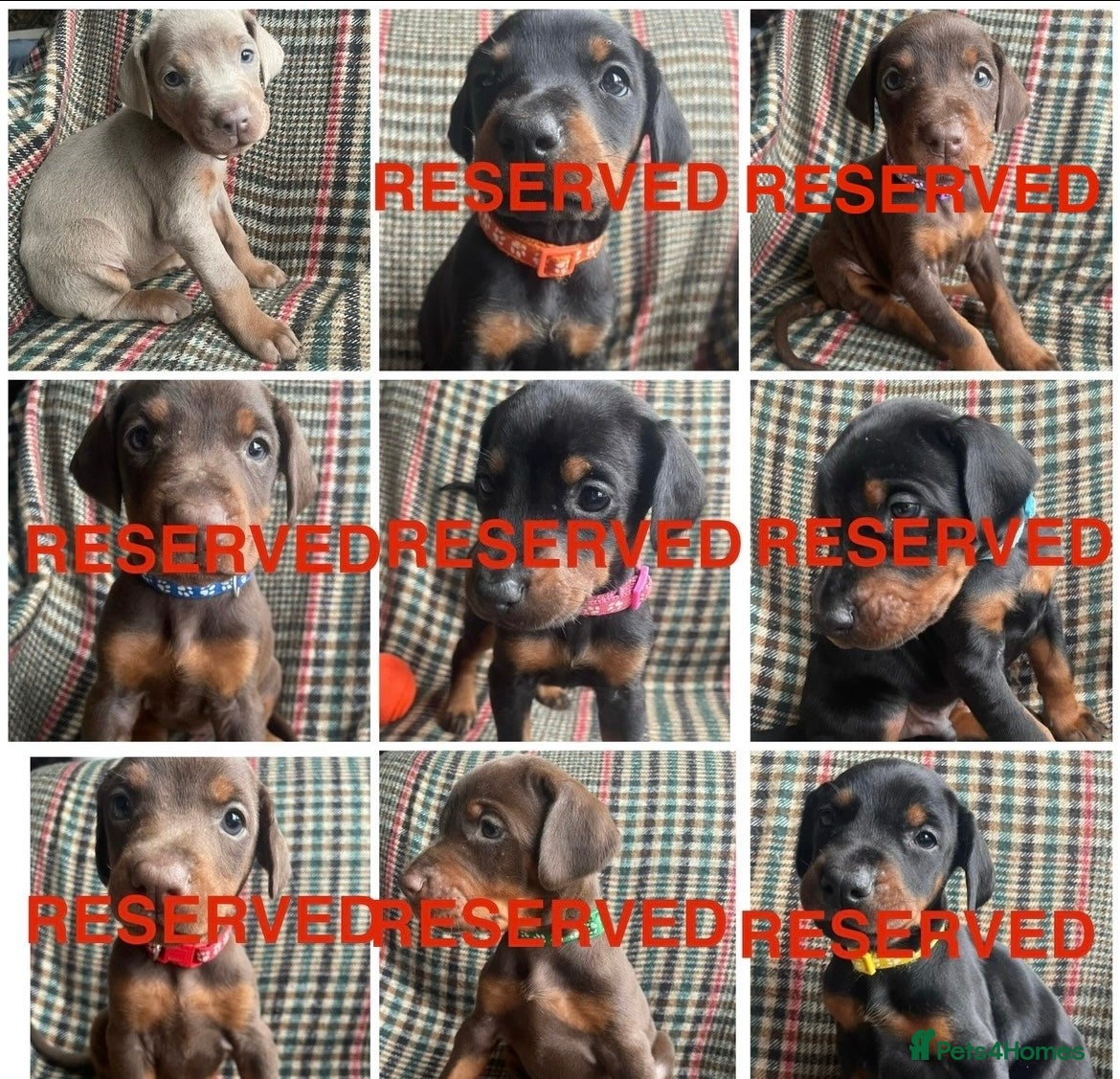 Dobermann dogs for sale: dobermann pinscher - Advert 1