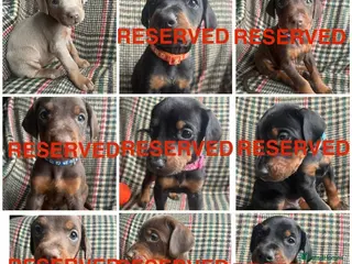 Dobermann dogs dobermann pinscher - Advert 5