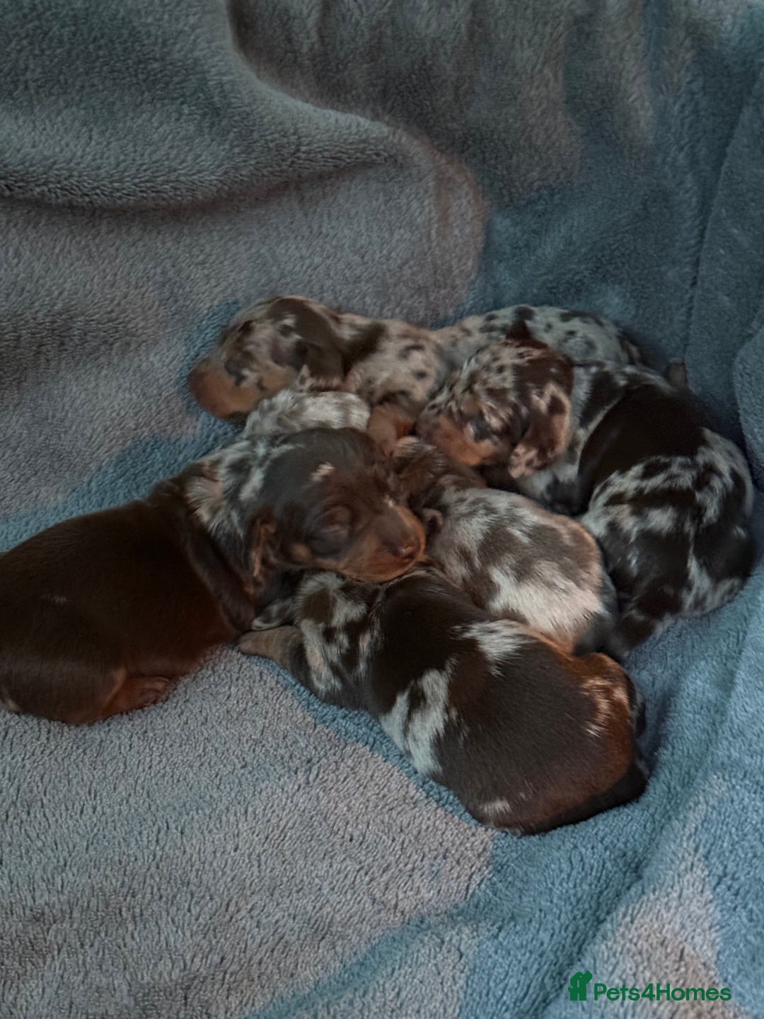 Dachshund dogs for sale: Dapple Dachshund Puppies - Image 5