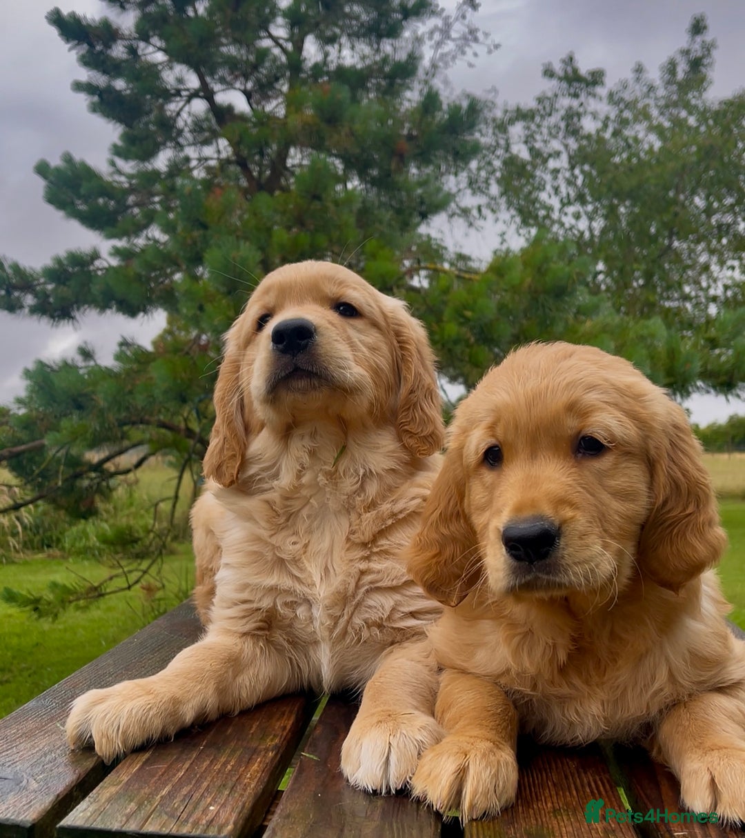 Golden Retriever dogs for sale: KC Reg Golden/Red Working Strain Retriever Puppies - Image 4