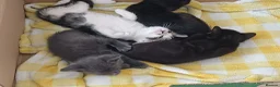 Mixed Breed cats for sale: Siamese X Domestic cat in Cwmbran - Advert 5