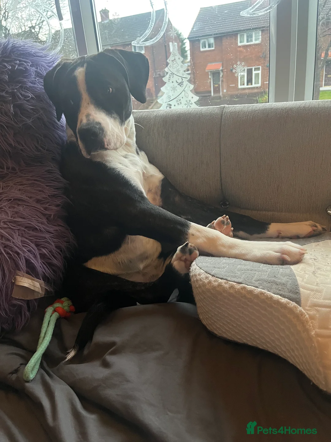 Mixed Breed dogs for sale: Boxer/staffy  - Advert 4