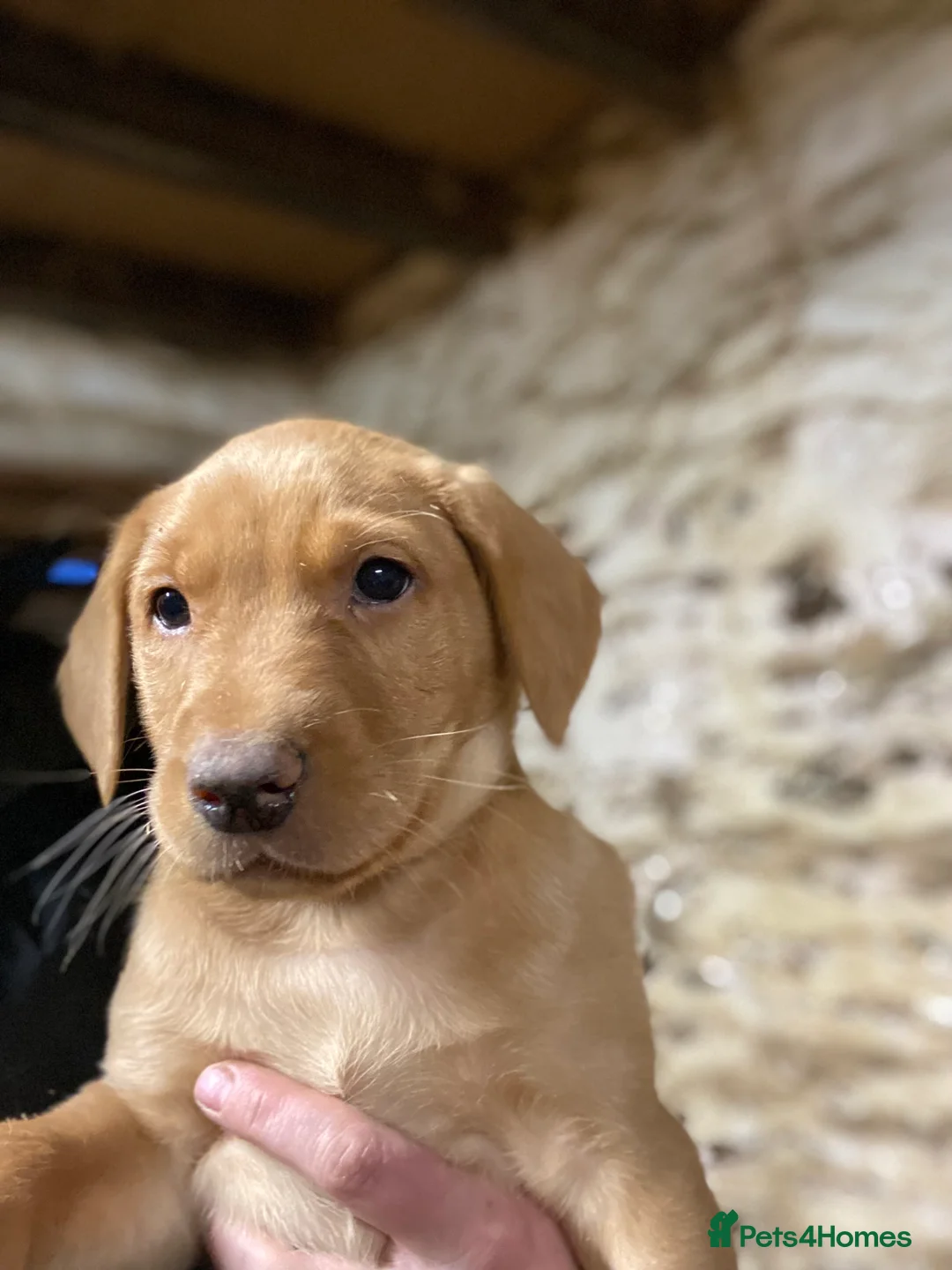 Labrador Retriever dogs for sale: Lab puppies ready next week - Advert 1