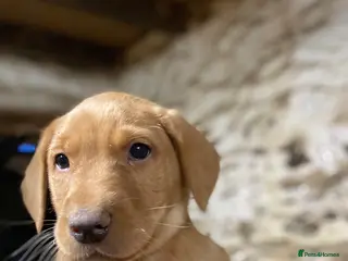 Labrador Retriever dogs Lab puppies ready next week - Advert 1