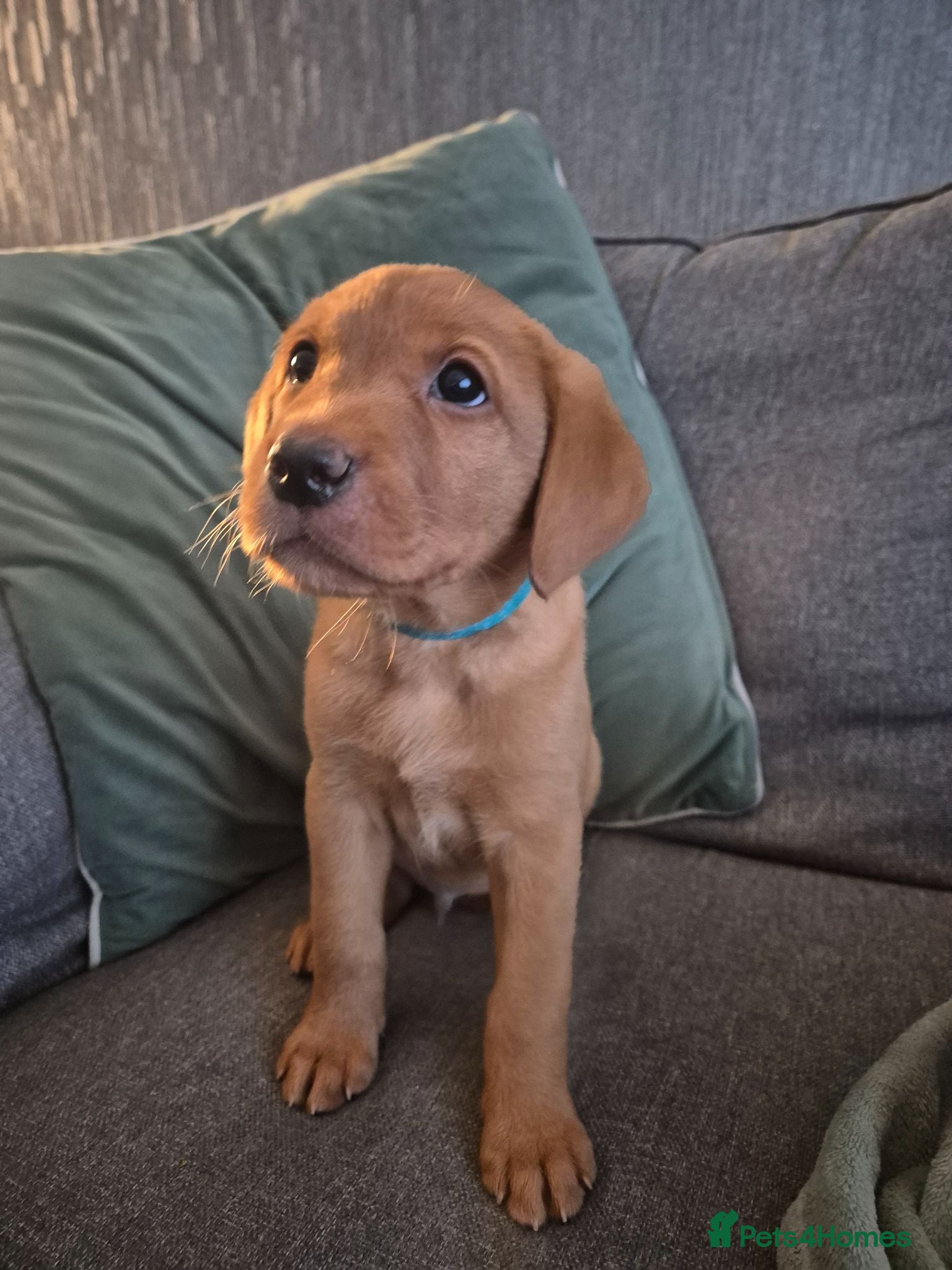 Labrador Retriever dogs *ONLY 2 REMAINING - READY TO LEAVE* - Fox Red Labs - Advert 9