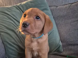 Labrador Retriever dogs *ONLY 2 REMAINING - READY TO LEAVE* - Fox Red Labs - Advert 9
