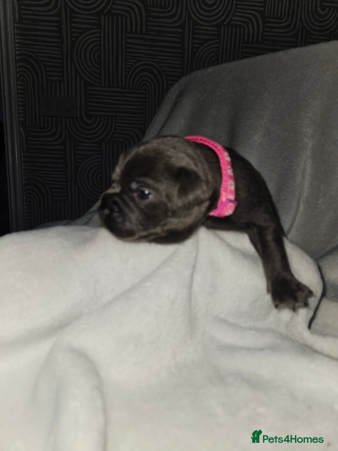 Staffordshire Bull Terrier dogs for sale: Beautiful chunky blues! - Advert 10