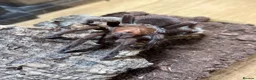 Mixed Breed invertebrates for sale: Various Invertebrates At Urban Exotics  - Advert 28