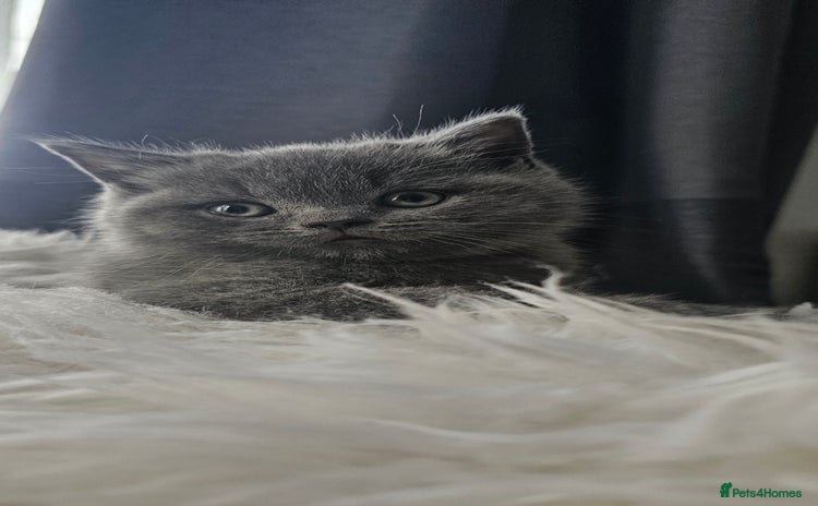 Scottish Fold cats - Advert 12