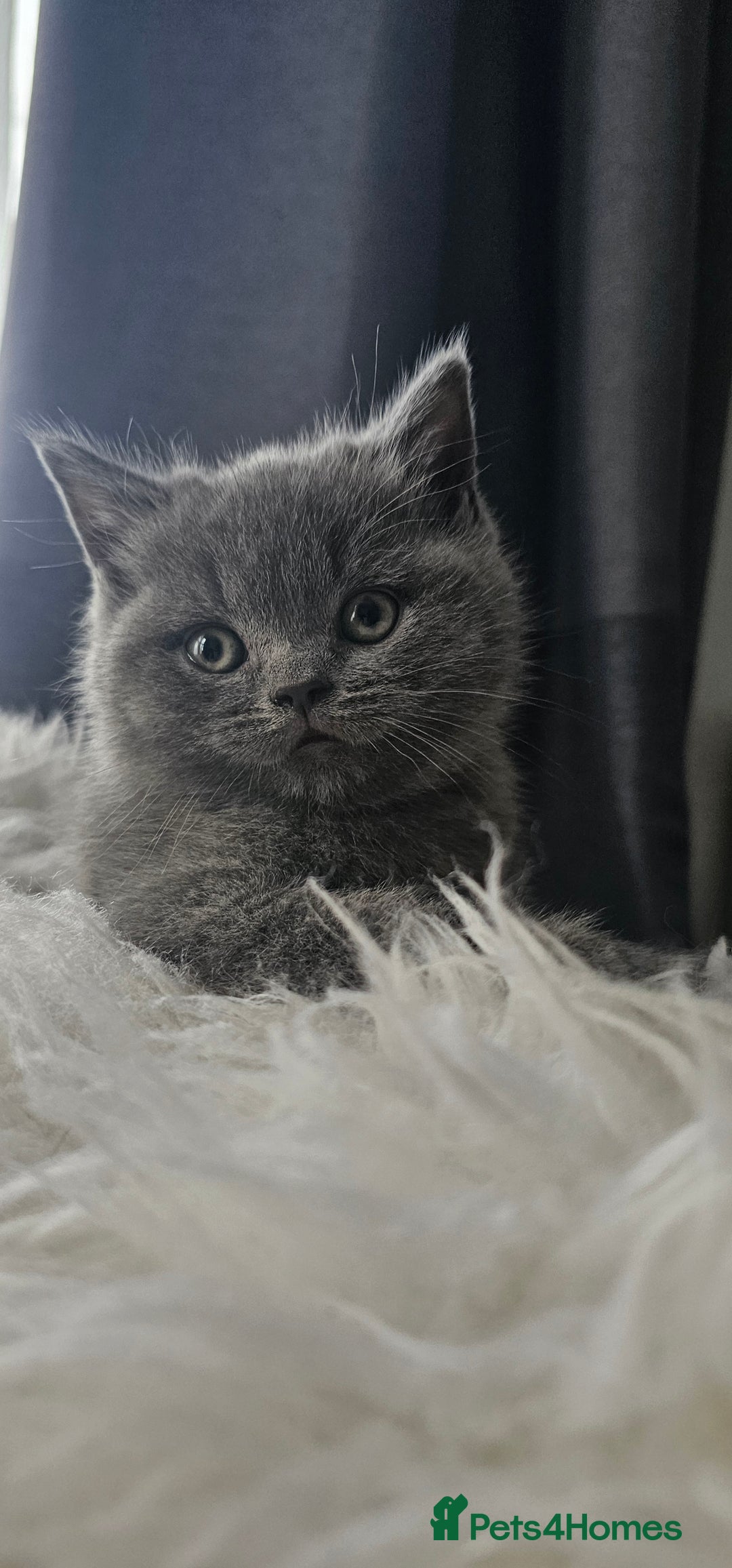 Scottish Fold cats for sale: 3 Beautiful Scottish Fold Kittens(Taki,Taco,Tango) - Image 11
