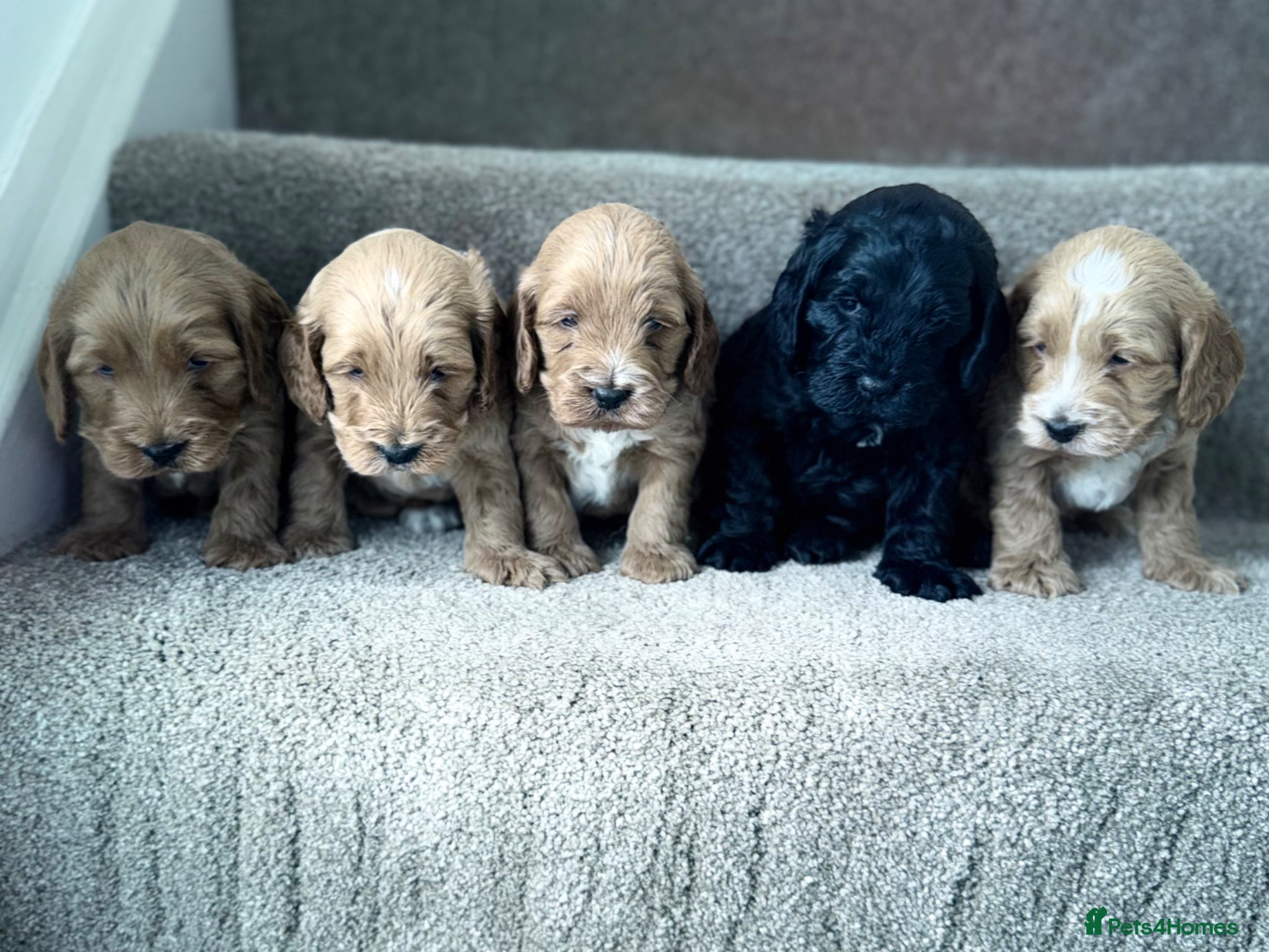 Cockapoo dogs F1 show line cockapoo puppies - Advert 5
