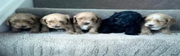 Cockapoo dogs for sale: F1 show line cockapoo puppies - Advert 1