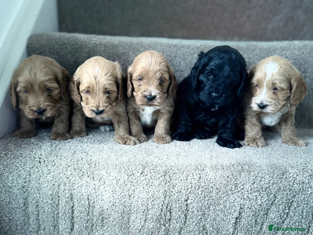 Cockapoo dogs for sale: F1 show line cockapoo puppies - Advert 1