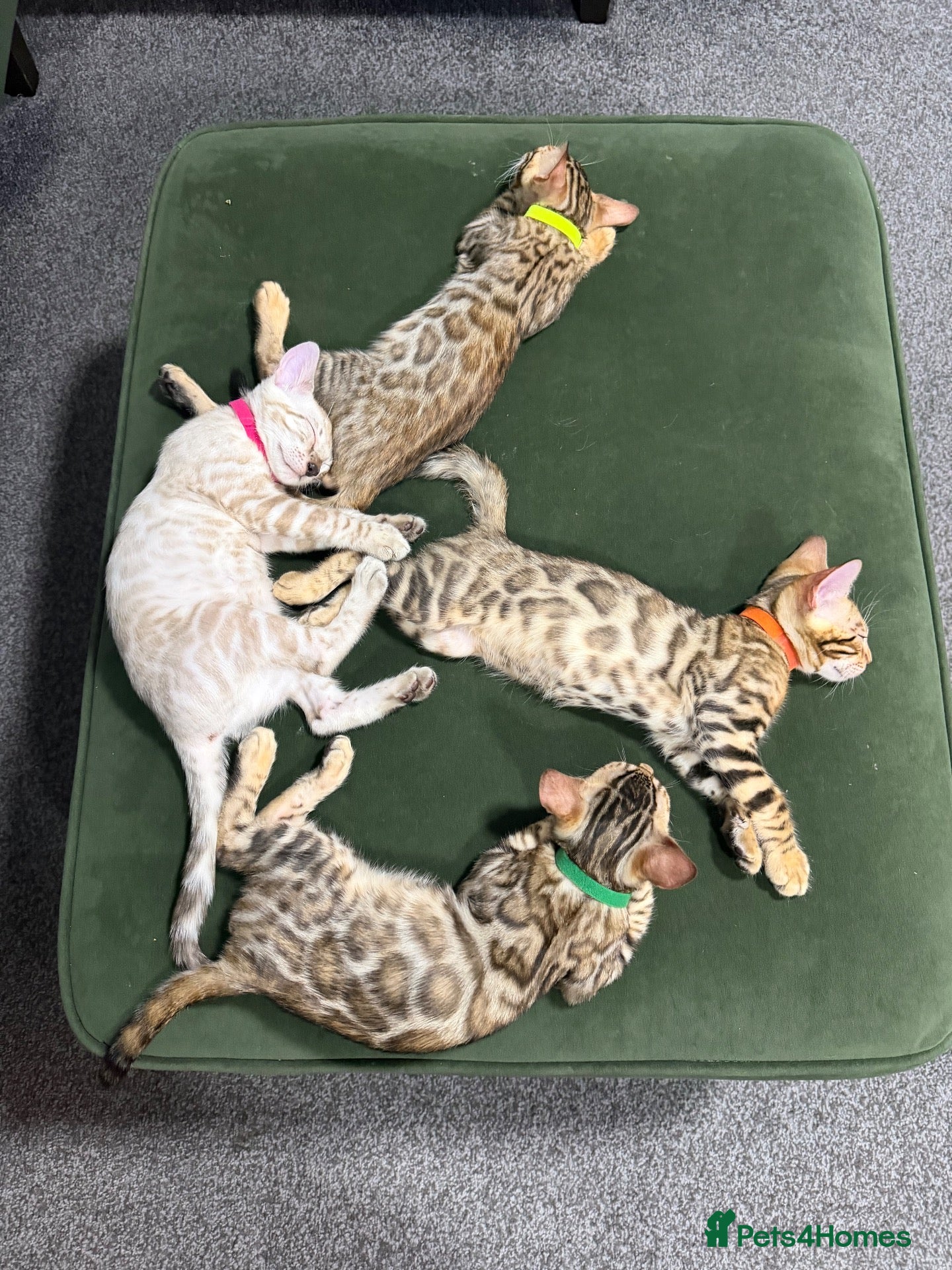 Bengal cats Beautiful Brown and Snow TICA Bengals - Advert 7
