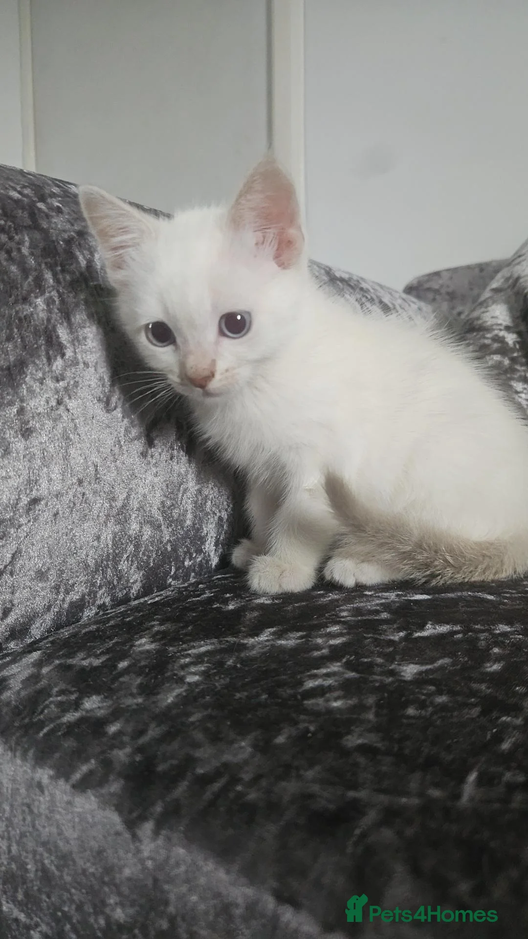 Mixed Breed cats for sale: One rag doll kitten and two mixed kitten - Advert 2